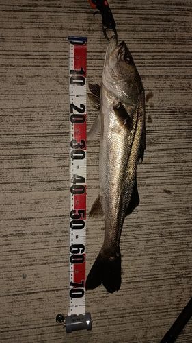 スズキの釣果