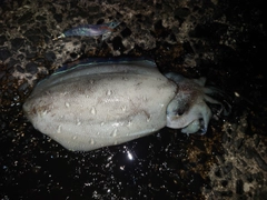 コウイカの釣果
