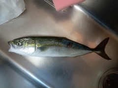 イナダの釣果