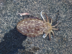 コウイカの釣果