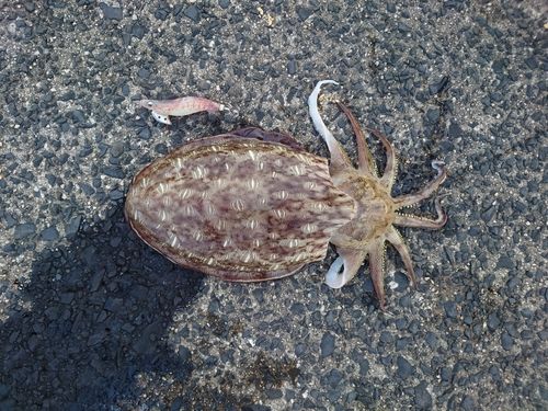 コウイカの釣果