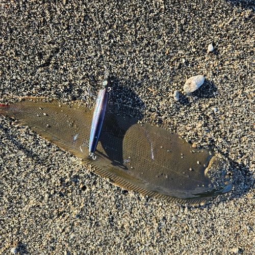 シタビラメの釣果
