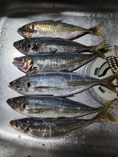 アジの釣果