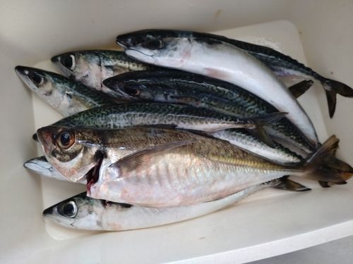 サバの釣果