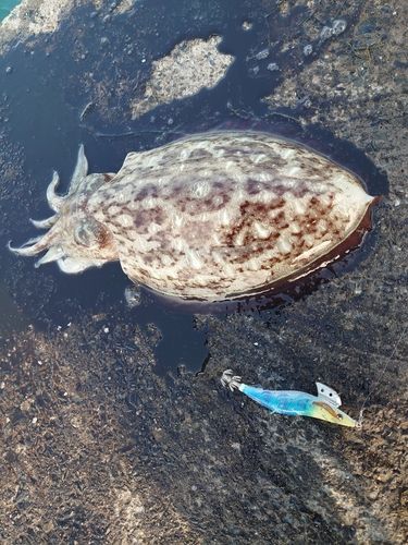 モンゴウイカの釣果