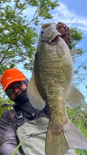スモールマウスバスの釣果