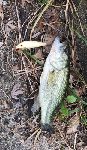 ラージマウスバスの釣果