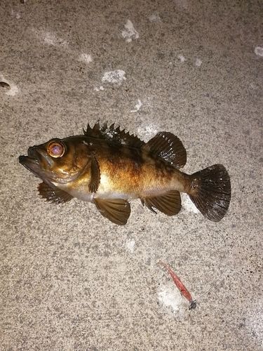 メバルの釣果