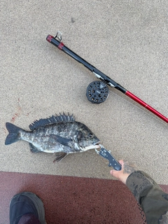 クロダイの釣果