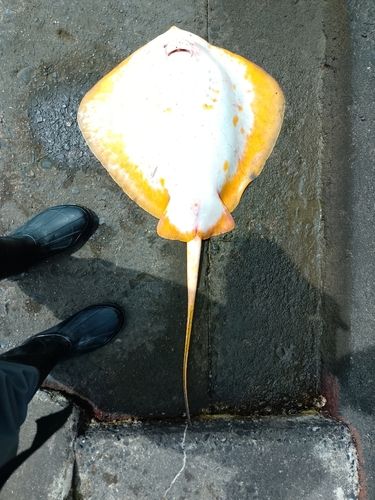 アカエイの釣果