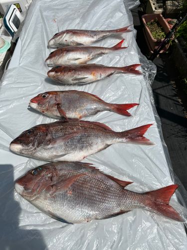 ヒラメの釣果