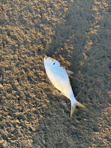 コノシロの釣果