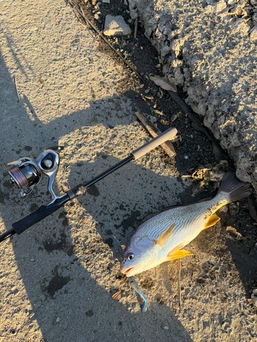 シログチの釣果