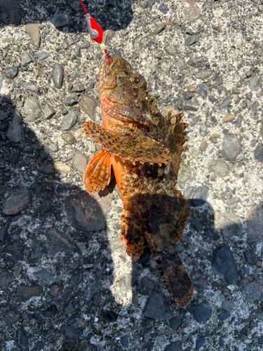 オニカサゴの釣果