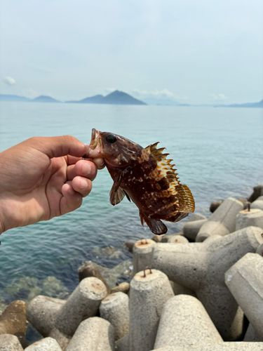 キジハタの釣果