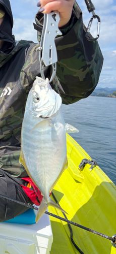 シマアジの釣果