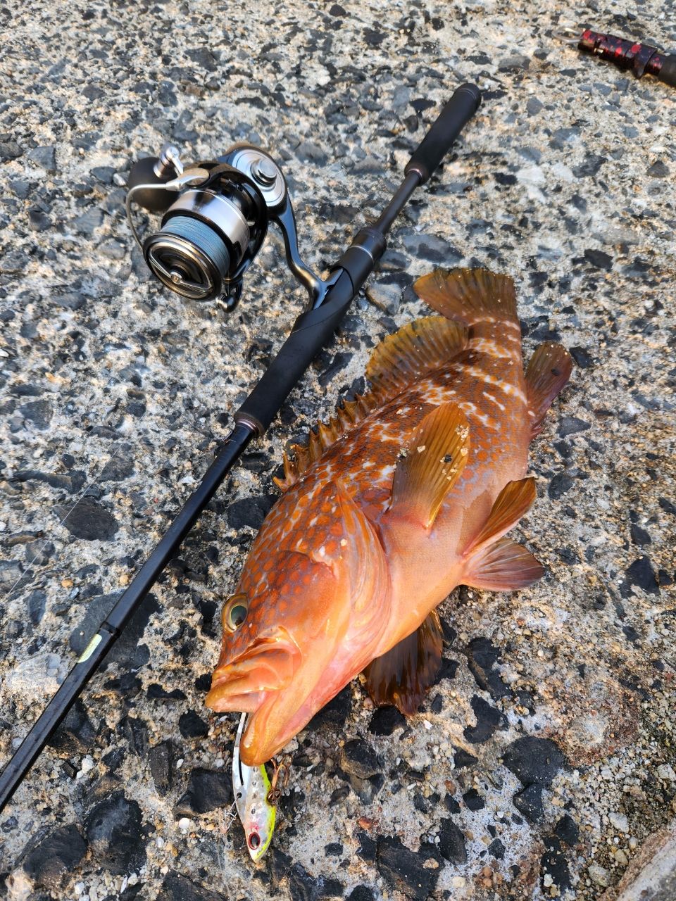SHIMANO 23ダイナダート XR S83M+の釣果一覧 | 本音の口コミが集まる