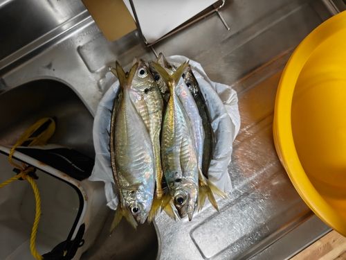アジの釣果