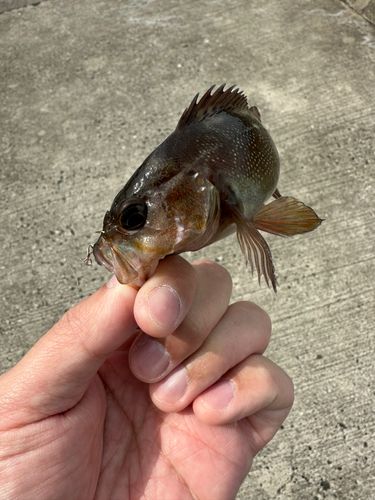 ガヤの釣果
