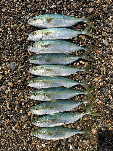 イナダの釣果
