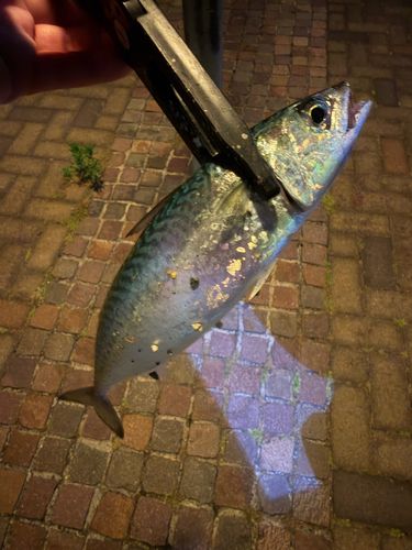 サバの釣果