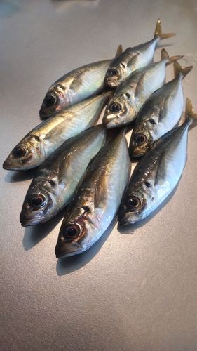 アジの釣果
