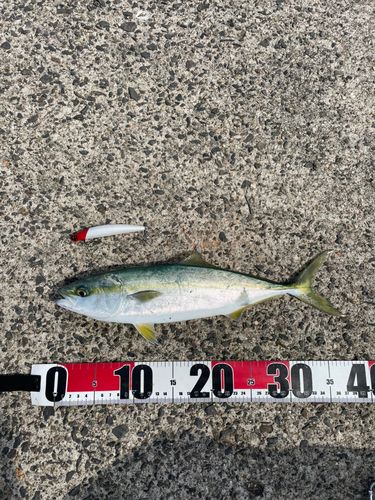 イナダの釣果