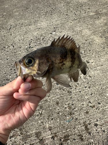 シロメバルの釣果