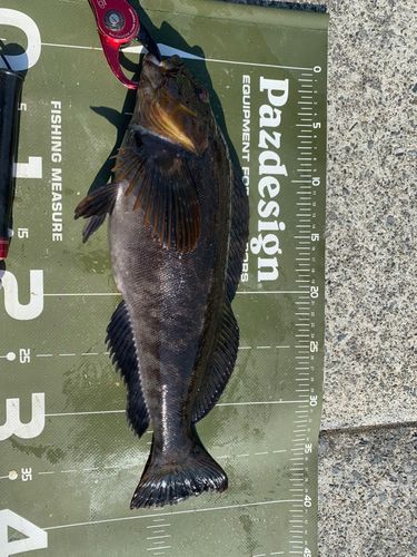 アイナメの釣果