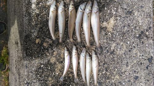 キスの釣果