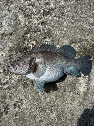 マゾイの釣果