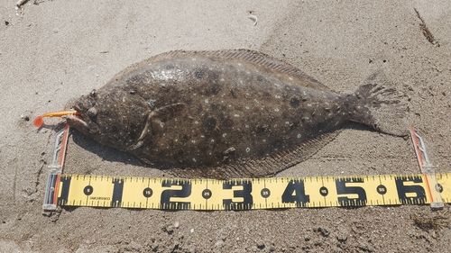 ヒラメの釣果