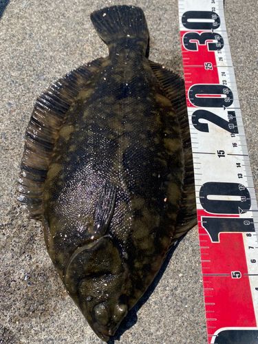 クロガシラガレイの釣果