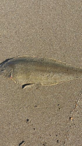 シタビラメの釣果