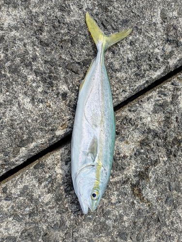 ワカシの釣果