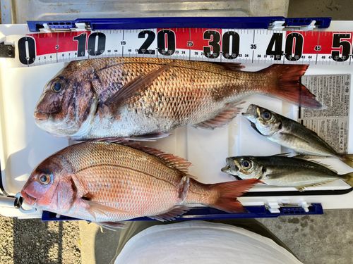 タイの釣果
