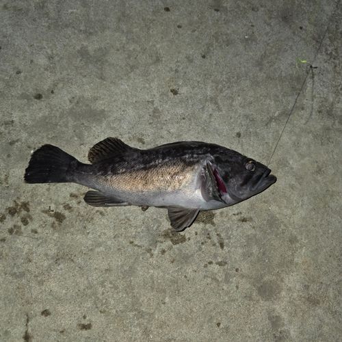クロソイの釣果
