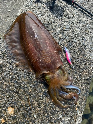 アオリイカの釣果