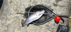 ニジマスの釣果
