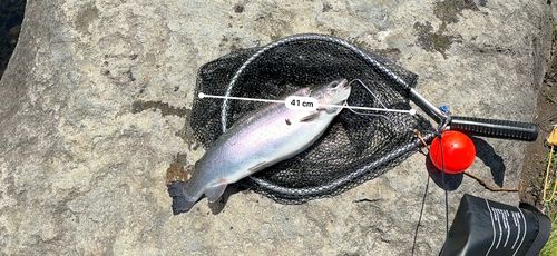 ニジマスの釣果