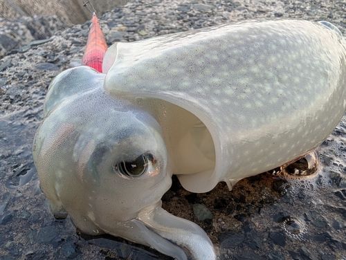 シリヤケイカの釣果