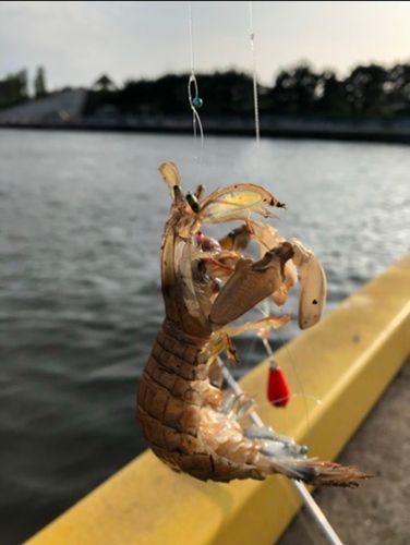 シャコの釣果