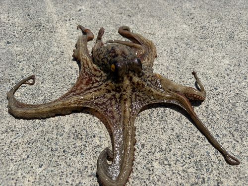 マダコの釣果