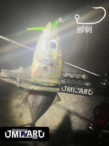 マアジの釣果