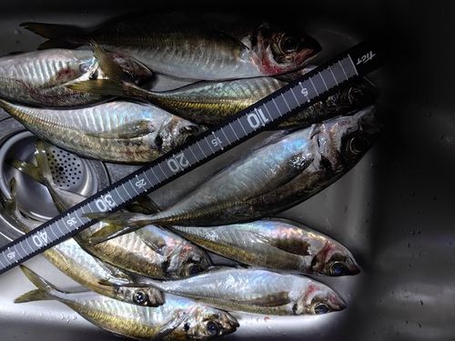 アジの釣果