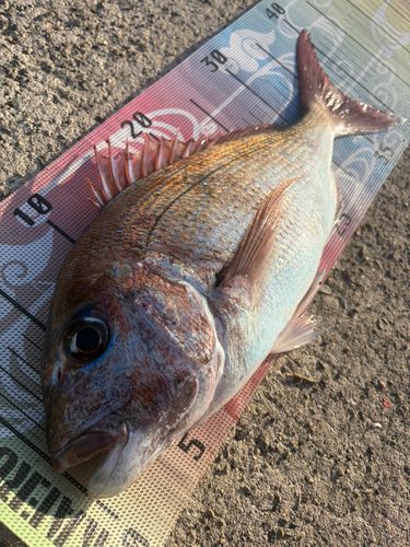 タイの釣果
