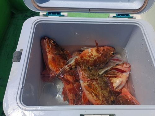 カサゴの釣果