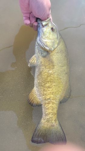 スモールマウスバスの釣果