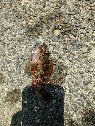 オニオコゼの釣果