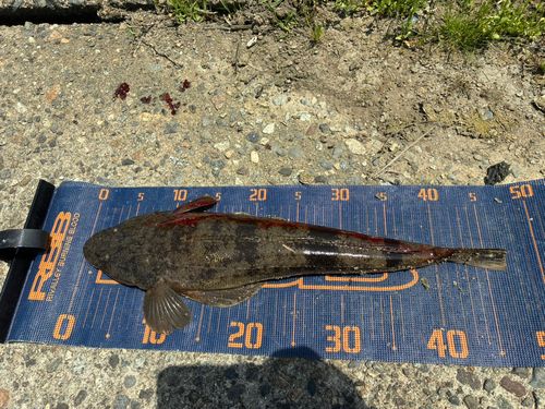 マゴチの釣果
